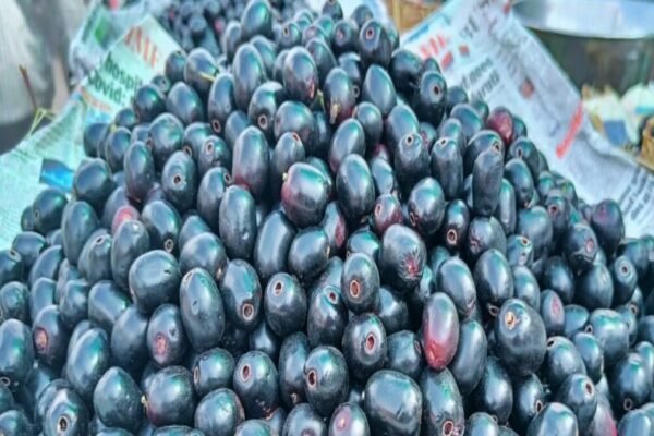 Benefits of eating black jamun has many medicinal properties